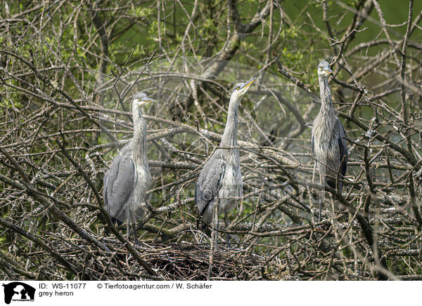Graureiher / grey heron / WS-11077