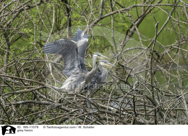 Graureiher / grey heron / WS-11078