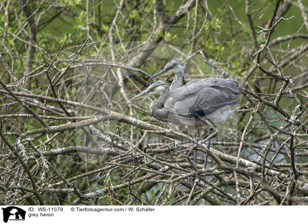 Graureiher / grey heron / WS-11079