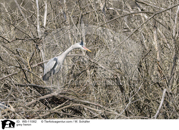 Graureiher / grey heron / WS-11082