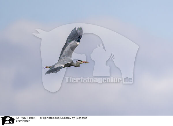 Graureiher / grey heron / WS-11084