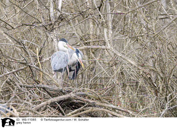 Graureiher / grey heron / WS-11085