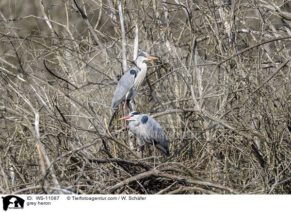 Graureiher / grey heron / WS-11087