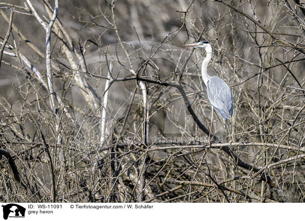 Graureiher / grey heron / WS-11091