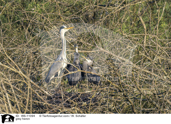Graureiher / grey heron / WS-11094
