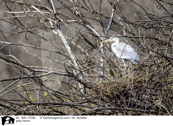Graureiher / grey heron / WS-11098