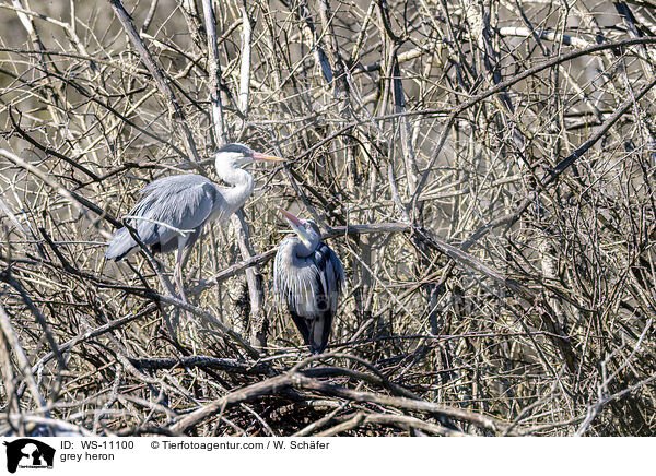 Graureiher / grey heron / WS-11100