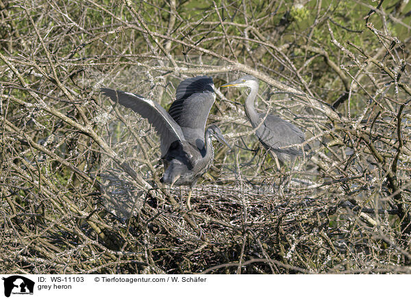 Graureiher / grey heron / WS-11103