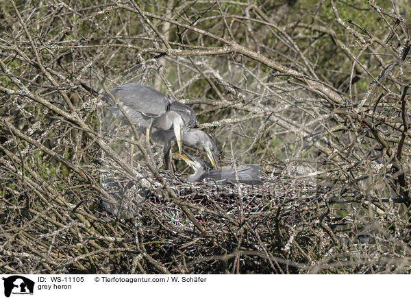 Graureiher / grey heron / WS-11105