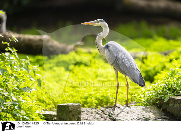 Graureiher / grey heron / DMS-14825
