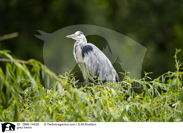 Graureiher / grey heron / DMS-14826