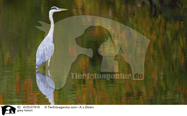 Graureiher / grey heron / AVD-07916