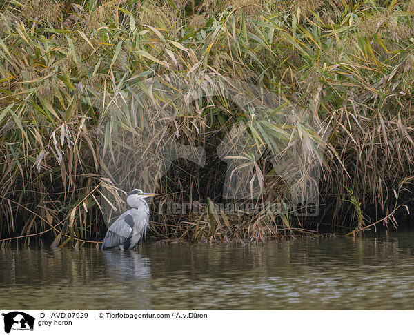 Graureiher / grey heron / AVD-07929