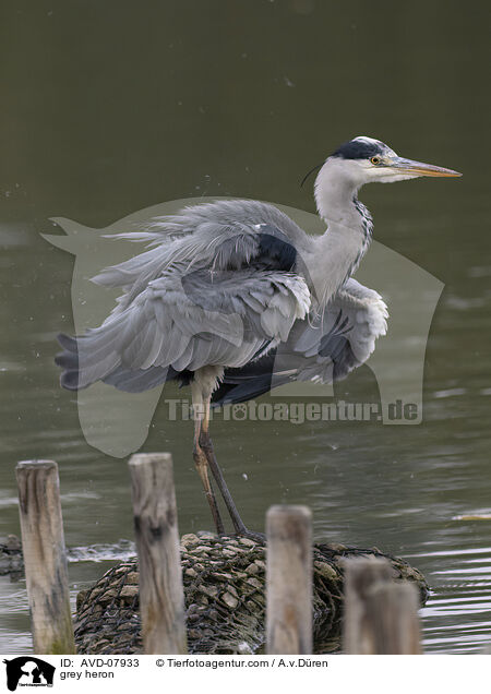 Graureiher / grey heron / AVD-07933