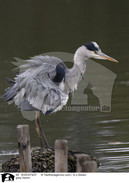 Graureiher / grey heron / AVD-07937