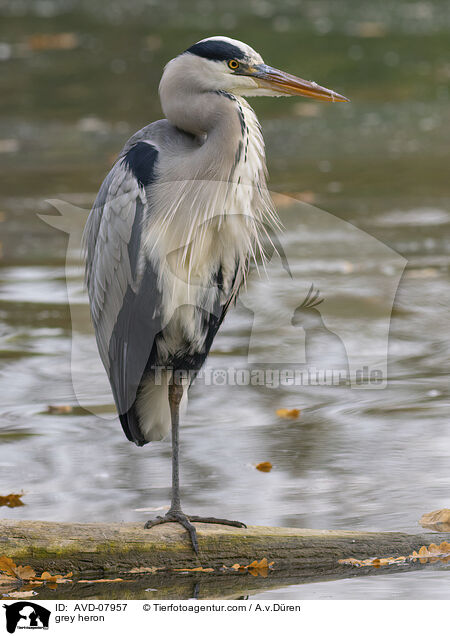 Graureiher / grey heron / AVD-07957