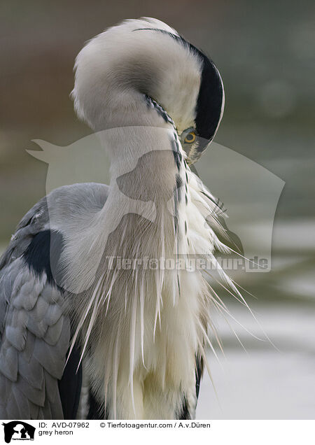 Graureiher / grey heron / AVD-07962