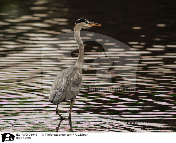 Graureiher / grey heron / AVD-08043