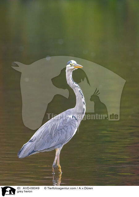 Graureiher / grey heron / AVD-08049