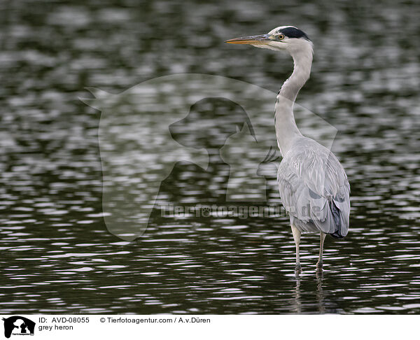 Graureiher / grey heron / AVD-08055