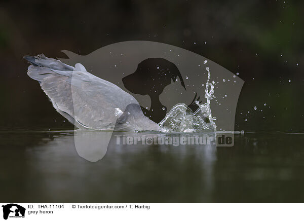Graureiher / grey heron / THA-11104