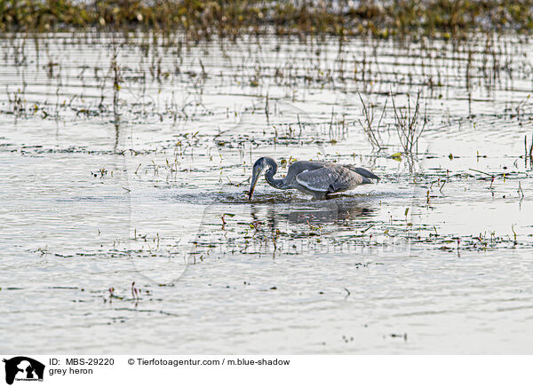 grey heron / MBS-29220