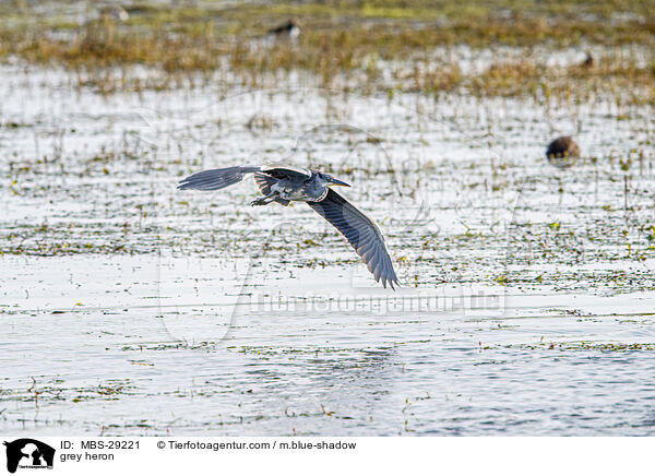 Graureiher / grey heron / MBS-29221