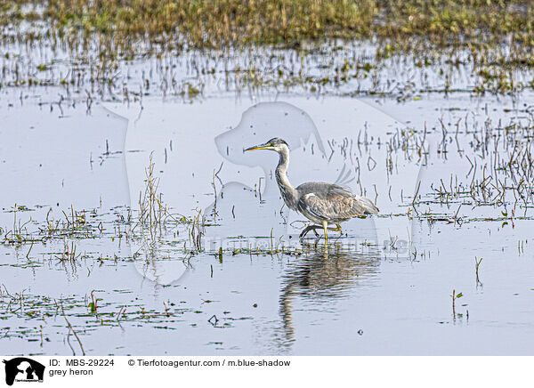 Graureiher / grey heron / MBS-29224