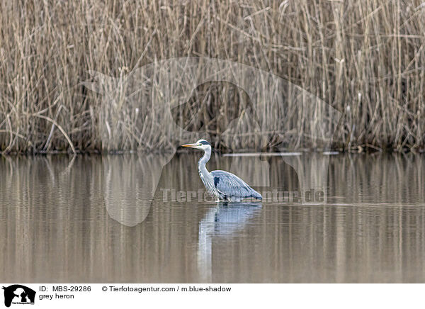 Graureiher / grey heron / MBS-29286