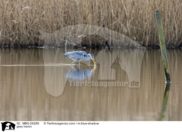 Graureiher / grey heron / MBS-29289