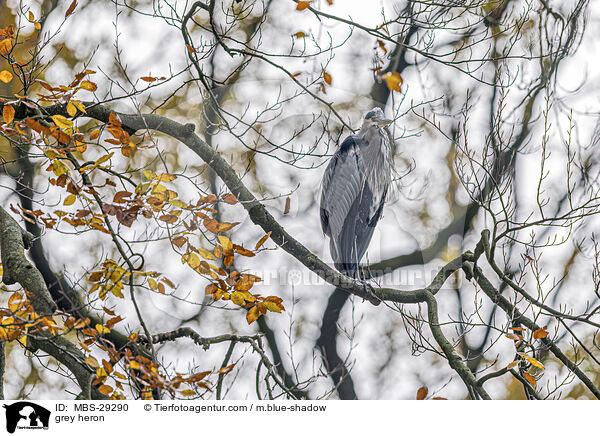 grey heron / MBS-29290