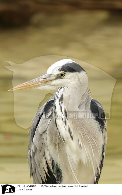 Graureiher / grey heron / HL-04681