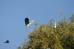 grey heron