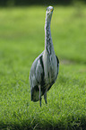 gray heron