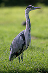 gray heron