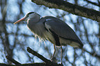 gray heron