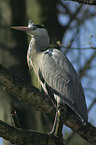 gray heron