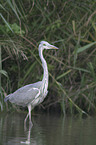 gray heron