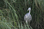 gray heron