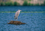 grey heron