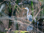 grey heron