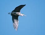 grey heron