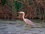 grey heron