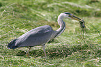 grey heron