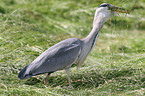 grey heron