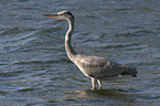 Grey Heron