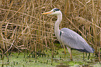 grey heron