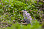 grey heron