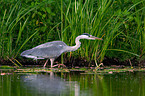 grey heron