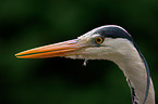 grey heron